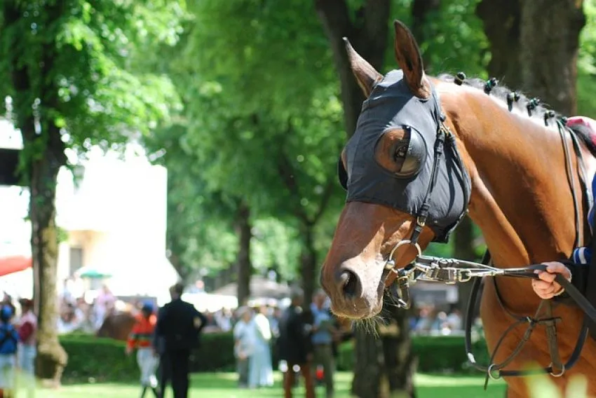 競走馬を会社の事業として飼うことは可能か?サブちゃんみたいな馬主となる手順