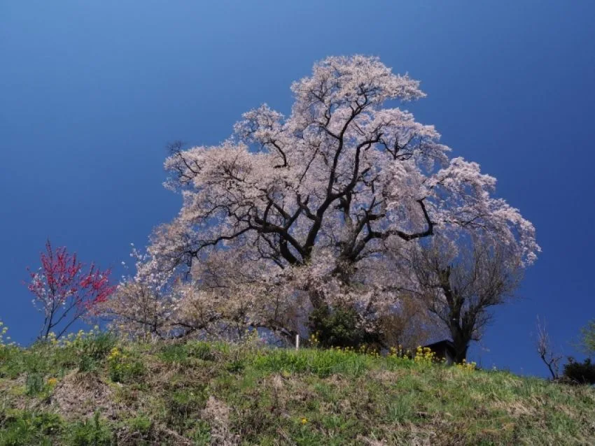福島の県名は変更すべきか?ブランド論の視点から考えてみよう。